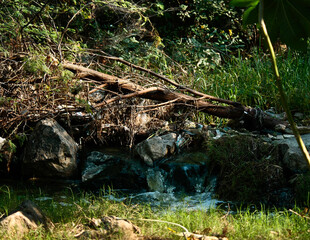 stream in the forest