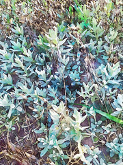 Hand drawn landscaping, watercolor floral art of chalking green succulents