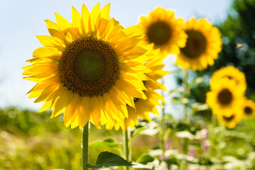 Obraz premium sunflower fields , yellow background 