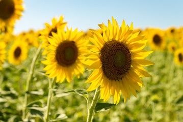 Fototapeta premium sunflower fields , yellow background 