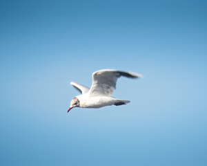 Gaviota Cahuil
Pichilemu