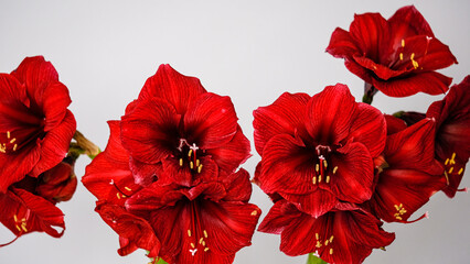 Beautiful bouquet of ornate blooming red amaryllis on light background.	Greeting card. Place for your text. 