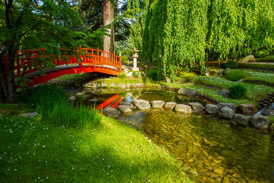 Red japanese (wooden) bridge, , green grass and huge  willow tree - fantastic Rhododendons blossom  now  japanese garden of Albert Kahn museum!
