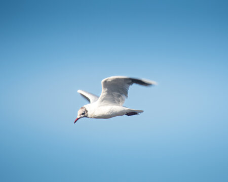 Gaviota Cahuil
Pichilemu
