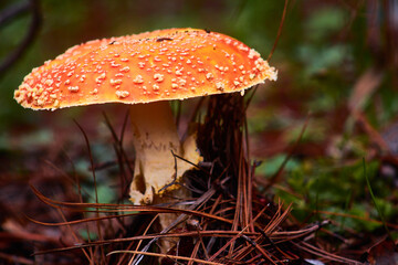 selective focus of orange mushroom with white dots in the woods of mexiquillo durango 