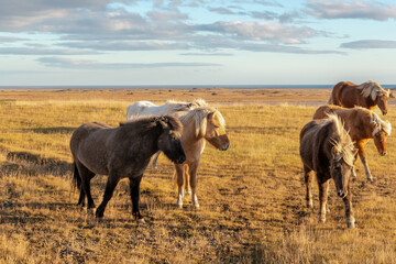 glückliche isländische Pferde auf der Wiese