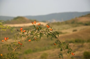 bright beautiful rose hips against the background of mountains, nature