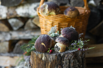 Forest mushroom boletus, cep, porcini, chanterelle collected in a wooden wicker basket. Late summer and autumn harvest. Natural food. Karelia region