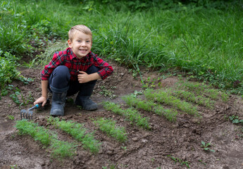 A little boy dressed as a farmer sits near a dill patch and loosens the soil. Organic farming...