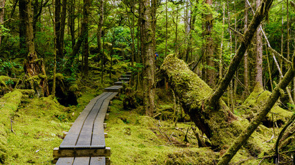 Lush forest trail leading to peak of Tow Hill near Massett on Haida Gwaii, BC. The board walk continues close to the top so access is easier for those with mobility challenges.