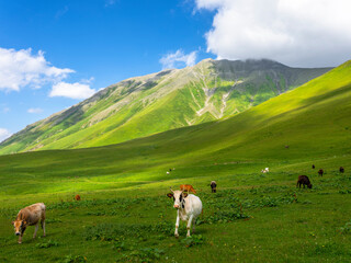 Fototapeta premium Amazing mountain landscape in Georgia on sunny summer day. Alpine green meadow in mountainous Caucasus. Idyllic valley in the Svaneti mountains.