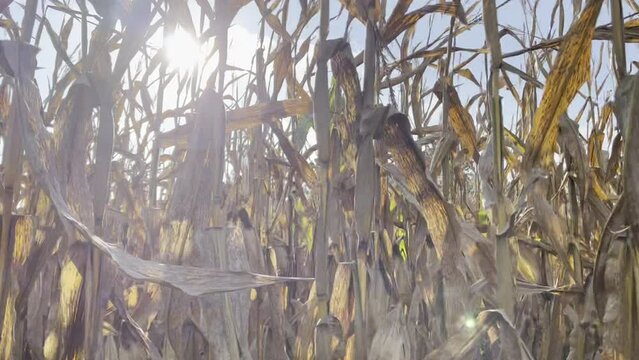 Sunlight flickering through field of corn