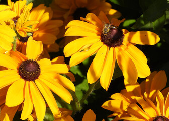 Close-up of Black-eyed Susan yellow flowers