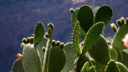 beautiful green cacti growing in rugged landscape Canary islands