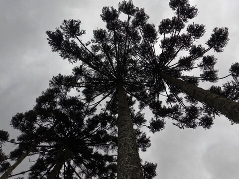 árvore típica de Curitiba, dia cinza com sensação de melancolia, copa de araucária