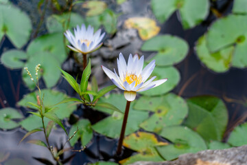 plantas acuáticas floreciendo 