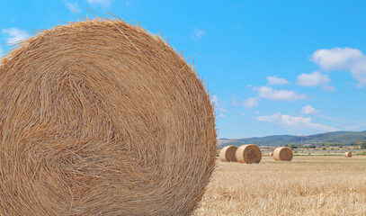 Haystacks in the field after harvest. Dry straw on haystack field. Haystacks on agriculture field. Haystack harvesting