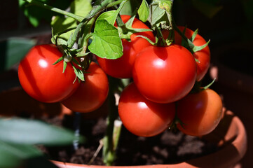 Reife Tomaten an der Pflanze, Tomaten für Hobbygärtner, Tomaten im eigenen Garten, Tomaten auf der Terrasse, Tomaten auf dem Balkon