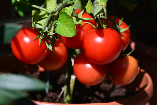 Reife Tomaten an der Pflanze, Tomaten f&uuml;r Hobbyg&auml;rtner, Tomaten im eigenen Garten, Tomaten auf der Terrasse, Tomaten auf dem Balkon