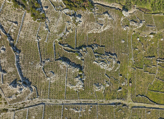 Traditional Mediterranean vineyards in the hills