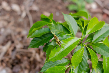 grasshoppers on green leaves in a developing coffee plantation, green leaves out of focus with ground in the background. Xalapa, Veracruz. México