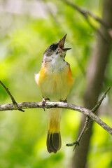 Redstart Singing - 525190216