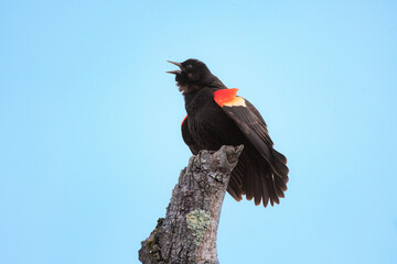 red winged blackbird - 525190224