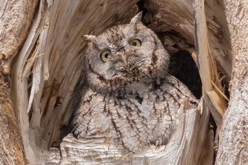screech owl in tree - 525190233