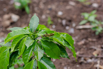 grasshoppers on green leaves in a developing coffee plantation, green leaves out of focus with ground in the background. México, Xalapa