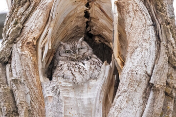 Owl in the tree - 525190244
