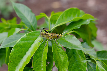 grasshoppers on green leaves in a developing coffee plantation with ground in the background. México, Xalapa