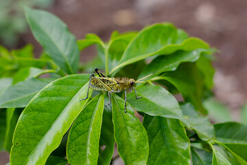 Naklejka premium grasshoppers on green leaves in a developing coffee plantation with ground in the background. Xalapa, Veracruz. México