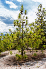árbol verde en puntas 