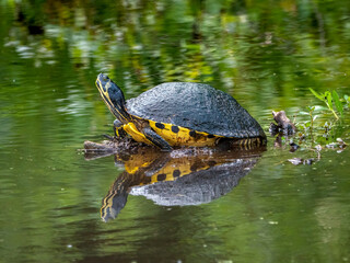 yellow bellied slider turtle standing in a small pond