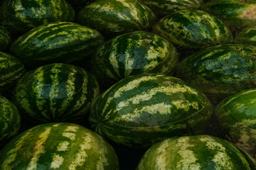 Whole green watermelons float on the surface of water. Close-up, selective focus. Ripe watermelons are washed in water before being sold or eaten