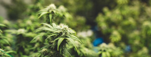 marijuana or ganja plant leaf growth in farm, agriculture crop background of marijuana or ganja...