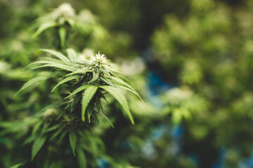 marijuana or ganja plant leaf growth in farm, agriculture crop background of marijuana or ganja cannabis in term of medical laboratory culture for using a hemp weed to making herb drug in medicine