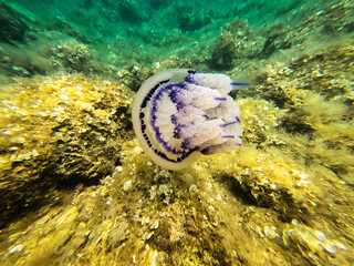 Large jellyfish underwater