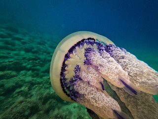 Underwater closeup photo of a large jellyfish 
