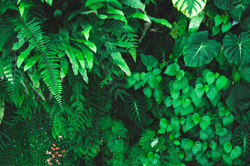 tropical forest ecology and natural greenery background, nature scene with plant leaf in green tone...