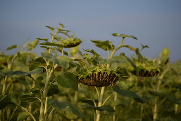 field of ripe sunflower heads, sunflower field close-up, sunflower field, ukrainian harvest field against the blue sky