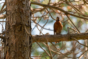 A Robin Perched On A Tree Branch In SUmmer