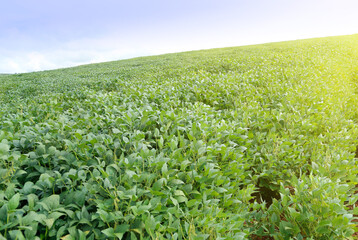 Soybean field and plants growing in rows