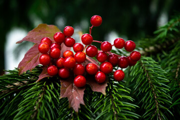 red berries on a tree