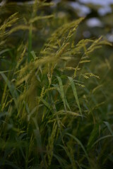 spikelets of cereals green wild field cereals field summer ears of ukraine beautiful poster background photo out of focus in high quality green meadow grass