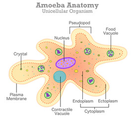 Amoeba anatomy. Unicellular organism, example. Yellow, orange proteus transparency structure, diagram. Endoplasm, cytoplasm, pseudopodia, nucleus, food, contractile, vacuole. Vector illustration