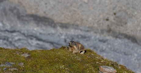 alpine marmot sitting in an meadow on a warm summers day