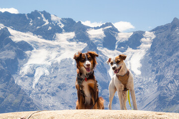 Dogs infront of Mountain panorama of peak Ortles at Trafoi, South Tyrol, Italy