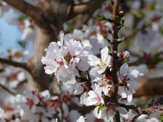 Beautiful fragrant almond blossoms at springtime at Mallorca, Balearic islands, Spain
