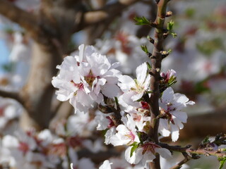 Beautiful fragrant almond blossoms at springtime at Mallorca, Balearic islands, Spain
